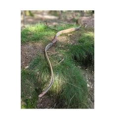 Simon's Bow Company Sunburst Raptor RX Horsebow 6 Simon's Bow Company Sunburst Raptor RX Horsebow -Bow Shop rx3 2